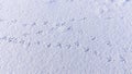 Bird tracks on smooth snow in winter, frozen lake Royalty Free Stock Photo