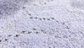 Bird tracks on smooth snow in winter, frozen lake Royalty Free Stock Photo