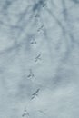 Bird tracks in the snow. Snow background. Winter landscape. Royalty Free Stock Photo