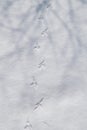 Bird tracks in the snow. Winter landscape. Winter background. Royalty Free Stock Photo