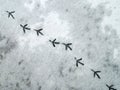 Bird tracks in the snow