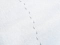 Bird Tracks On Snow Royalty Free Stock Photo