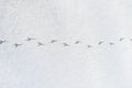 Bird Tracks On Snow Royalty Free Stock Photo