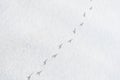 Bird Tracks On Snow Royalty Free Stock Photo