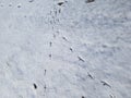 Bird tracks in the snow Royalty Free Stock Photo