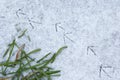 Bird tracks on snow Royalty Free Stock Photo