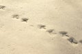 Bird tracks in snow Royalty Free Stock Photo