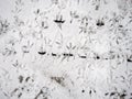 bird tracks in the snow. A pattern of footprints. Cement surface under the snow Royalty Free Stock Photo