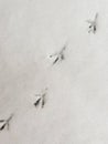 Bird tracks in the snow, top view Royalty Free Stock Photo