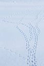 Bird tracks in snow Royalty Free Stock Photo