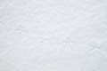 Bird tracks in snow in winter Royalty Free Stock Photo