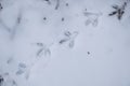Bird tracks in snow in winter. Natural background and texture Royalty Free Stock Photo