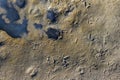 Bird tracks on the wet sand Royalty Free Stock Photo