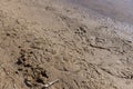 bird tracks on wet sand near a lake or river Royalty Free Stock Photo