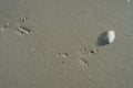 Bird tracks on the wet sand of the seashore. Royalty Free Stock Photo