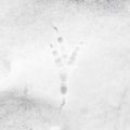 Bird tracks on the white snow. Close up Royalty Free Stock Photo