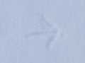 Bird tracks on white snow. Royalty Free Stock Photo