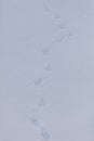 Bird tracks on white snow. Royalty Free Stock Photo