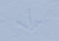 Bird tracks on white snow. Royalty Free Stock Photo