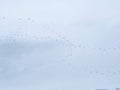 Bird tracks on white snow Royalty Free Stock Photo