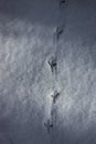 Bird tracks on the white snow Royalty Free Stock Photo