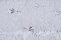 Bird tracks on white snow in winter Royalty Free Stock Photo