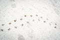 Bird tracks on white, textured snow. Royalty Free Stock Photo