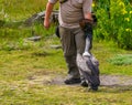 Bird trainer wearing a bird glove and feeding a Vulture, wild bird entertainment show, popular animal hobbies