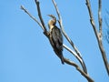 Bird in the tree, Australasian Darter Royalty Free Stock Photo