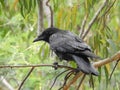Bird in the tree, Australian raven
