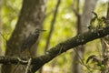 A bird in a tree