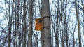 A bird on a tree in a birdhouse in winter