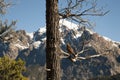 Bird on a tree branch