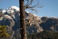 Bird on a tree branch