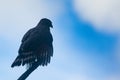 A bird on tree branch