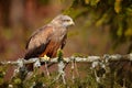 Bird with tree branch. Black Kite, Milvus migrans, brown bird of prey sitting larch tree branch. animal in the nature habitat. Bla