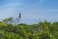 A bird at the tree branch with blue and cloudy sky as the background Royalty Free Stock Photo