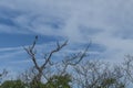 A bird at the tree branch with blue and cloudy sky as the background Royalty Free Stock Photo