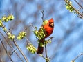 Bird on Tree Branch: A male Northern Cardinal bird is eating budding tree leaves Royalty Free Stock Photo