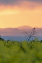 Bird on a tree branch in the middle of a field of yellow rapeseed blossoms at sunset Royalty Free Stock Photo