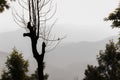 The bird on the tree branch silhouette in Minnar mountains Royalty Free Stock Photo