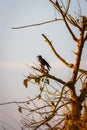 Bird on a tree, Chitwan National Park, Nepal Royalty Free Stock Photo