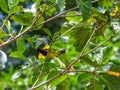 Bird on the tree