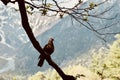 Bird on tree Mountains river winter landscape at Kamikochi Nagano Japan