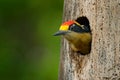 Bird in the tree nest hole, detail portrait. Golden-naped woodpecker, Melanerpes chrysauchen, sitting on tree trink with nesting