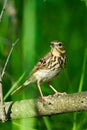 Bird - Tree Pipit Anthus trivialis sitting on on a dry felled tree and resting. Sunny summer morning in the forest.