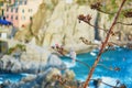 Bird on a tree and scenic view of marina in Manarola Royalty Free Stock Photo