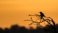 Bird on tree Silhouette