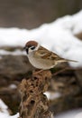 Bird tree sparrow Royalty Free Stock Photo