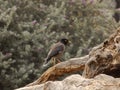 Bird on tree standing idle